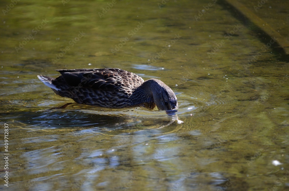 Fototapeta premium beautiful mallard duck in clean summer pond