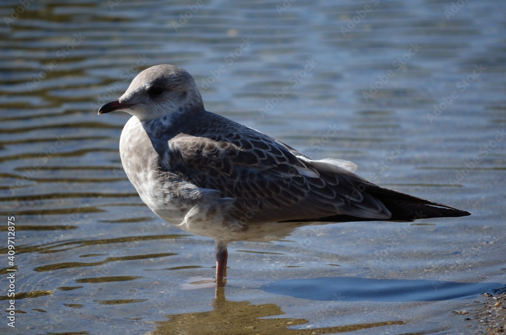 Fototapeta premium seagull on summer pond