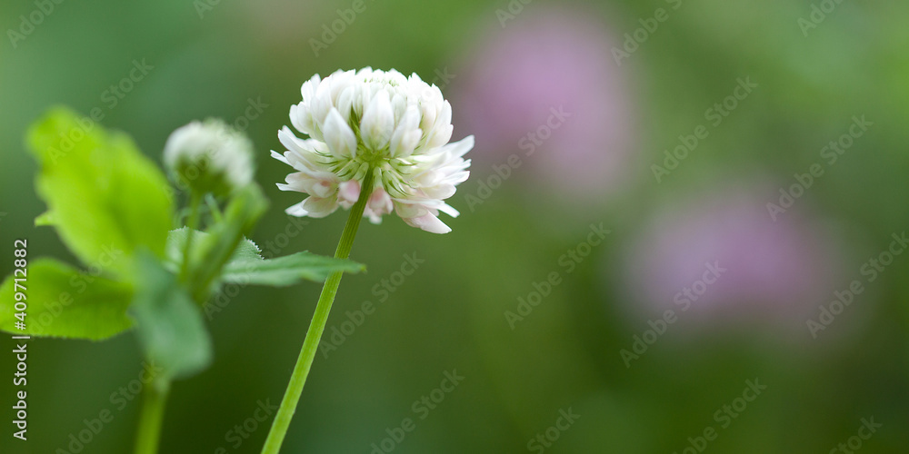 delicate beautiful and bright white clover flower, macro delicate beautiful and bright white clover flower, macro