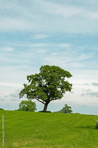 tree in field