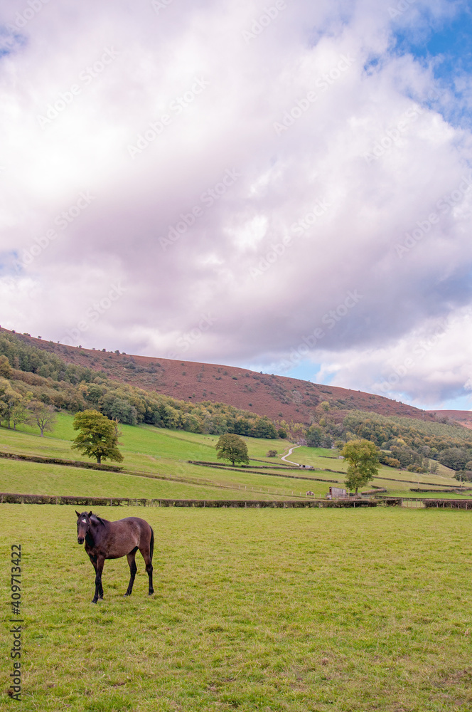 horse on a meadow horse on a meadow