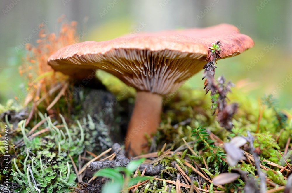 Fototapeta premium mushroom in the grass