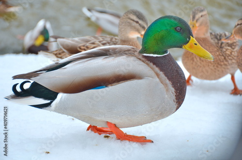 Mallard duck in winter on the shore of the pond