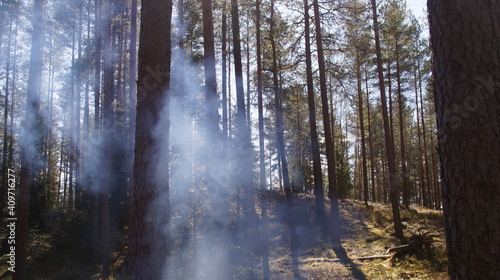 Wallpaper Mural forest Torontodigital.ca