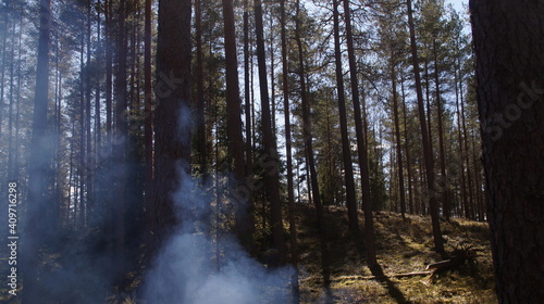 Wallpaper Mural trees in the forest Torontodigital.ca