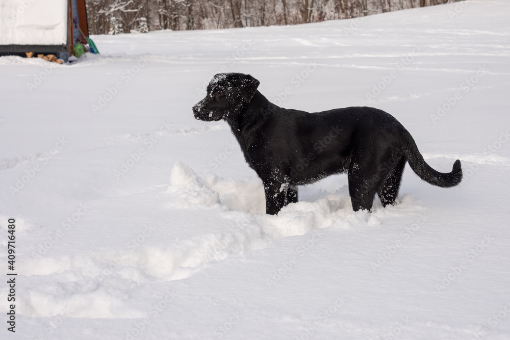 Black Labrador like young dog playing in the snow. 