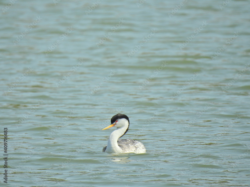 Obraz premium Clark's Grebes swimming in the waters of Lake Cachuma, Santa Barbara County, California.