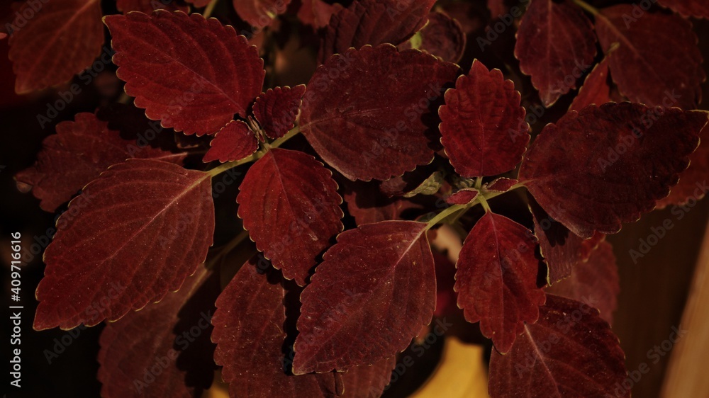 red and yellow leaves red and yellow leaves