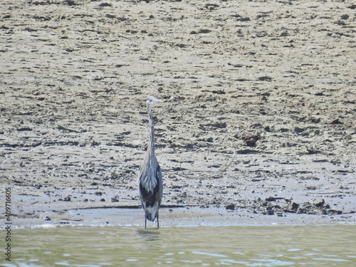 A great blue heron standing along the banks of Lake Cachuma in Santa Barbara County, California.  photo