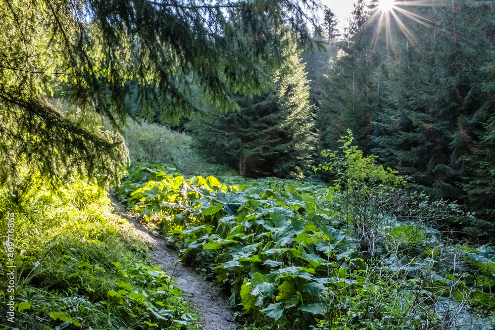 Obraz premium Sunny morning in Low Tatras mountains, Slovakia