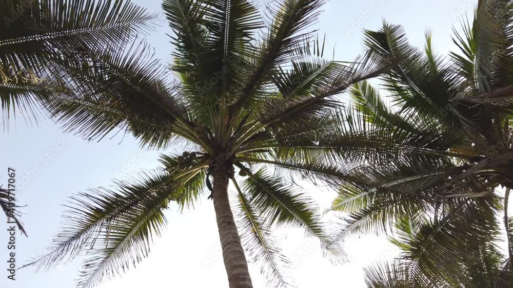 Africa palm trees against a blue sky in Accra Ghana West Africa Africa palm trees against a blue sky in Accra Ghana West Africa