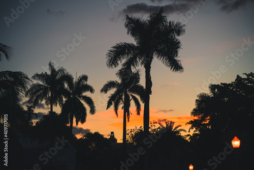 trees at sunset tropical beautiful sky 