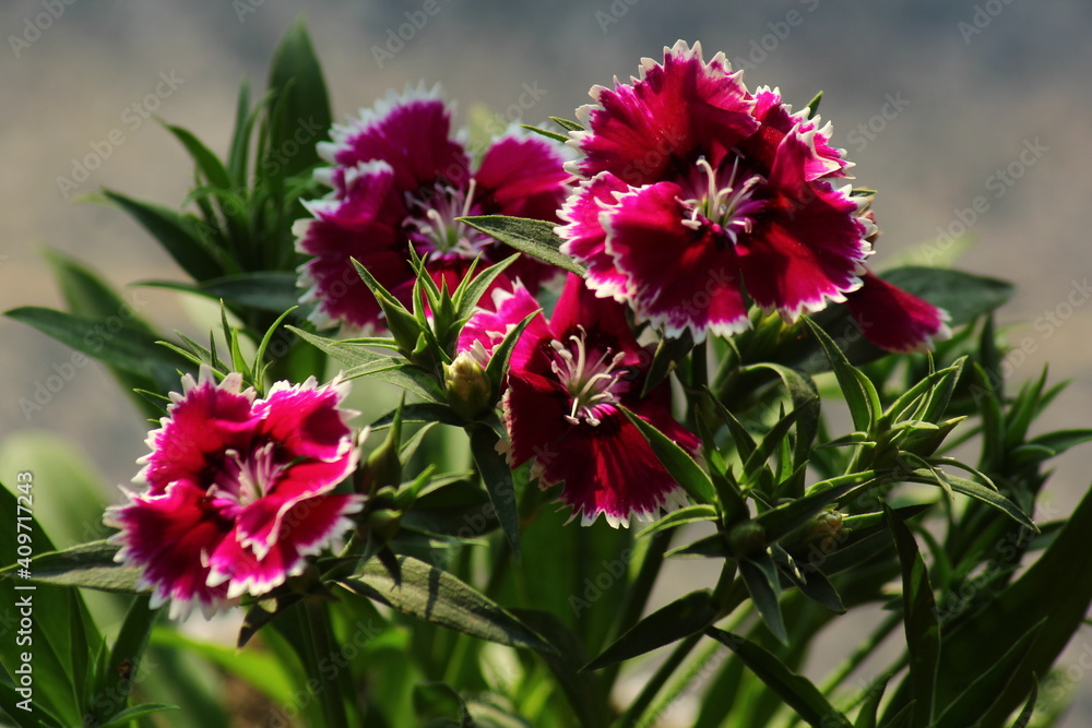Obraz premium pink and white flowers