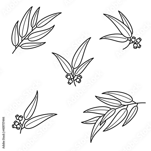 Eucalyptus set. Collection icon eucalyptus. Vector