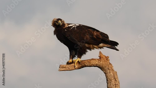 Iberian Imperial Eagle (Aquila adalberti), a vulnerable species photo