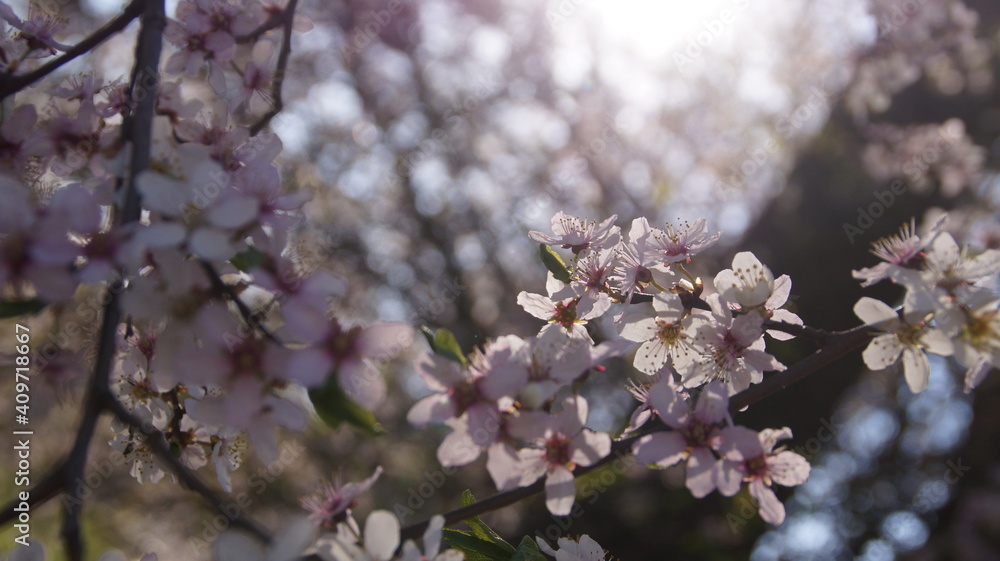 blooming tree blooming tree