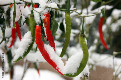 Chilis im Schnee photo