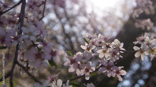 blooming tree © alekaandra15