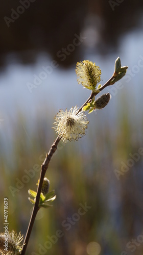 Wallpaper Mural nature, spring Torontodigital.ca