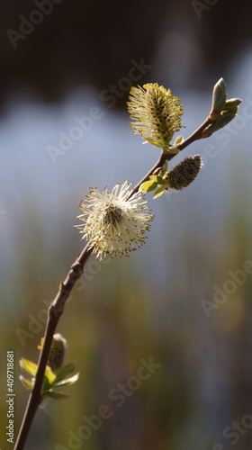 Wallpaper Mural nature, spring Torontodigital.ca