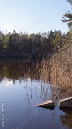 Wallpaper Mural lake in the forest Torontodigital.ca