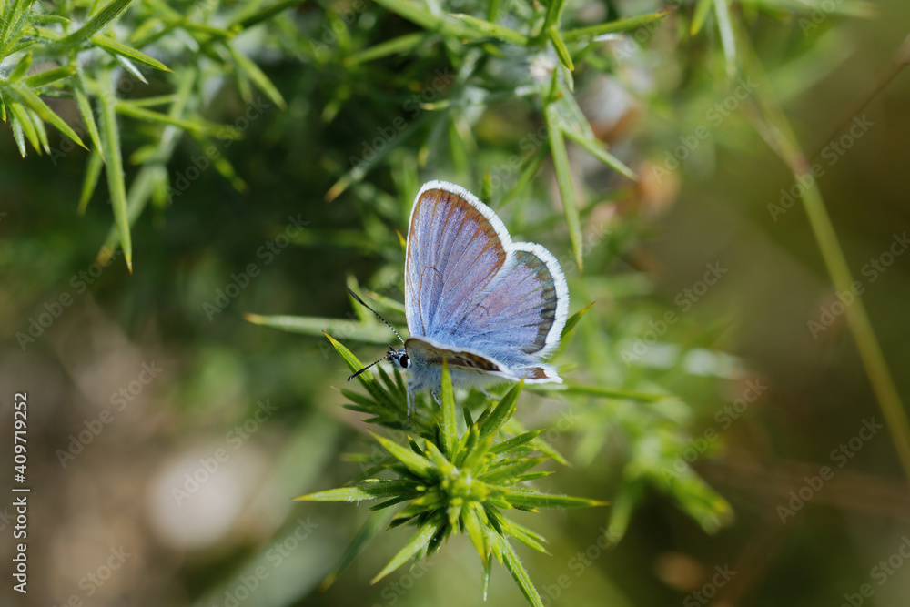 A Silver-studded Blue Basking on Gorse leaves. A Silver-studded Blue Basking on Gorse leaves.