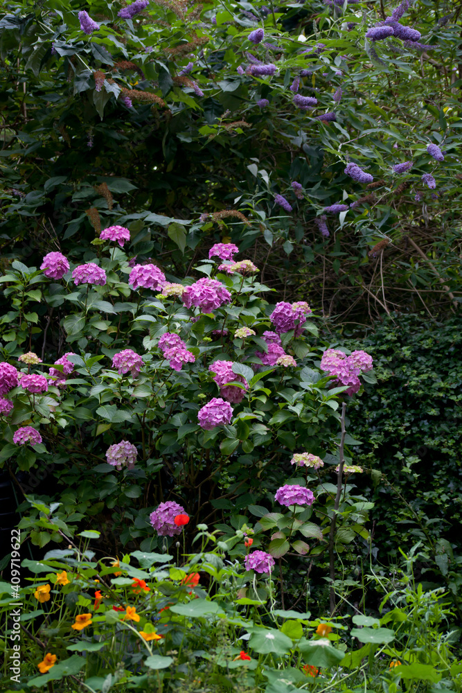 Beautiful spring natural garden with hydrangea, buddleya, nasturtiums and poppies. Beautiful spring natural garden with hydrangea, buddleya, nasturtiums and poppies.