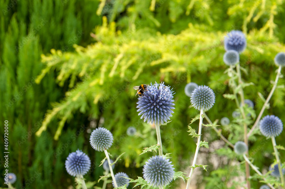 Bumble bee on a globe thistle flower Bumble bee on a globe thistle flower