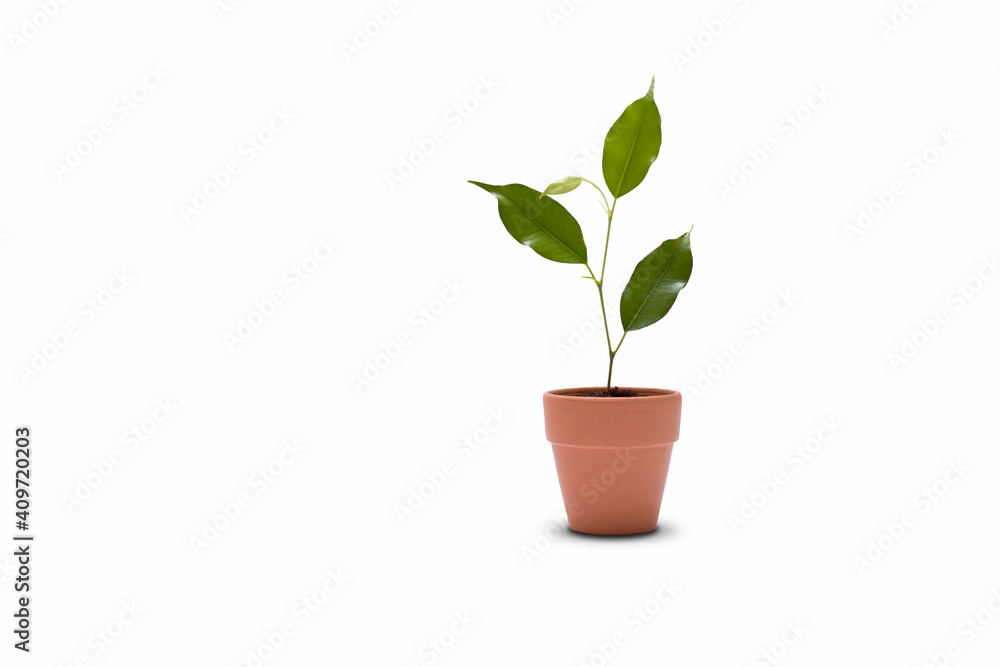 A green plant in a clay pot. Ficus in a pot, isolated on a white background. A green plant in a clay pot. Ficus in a pot, isolated on a white background.