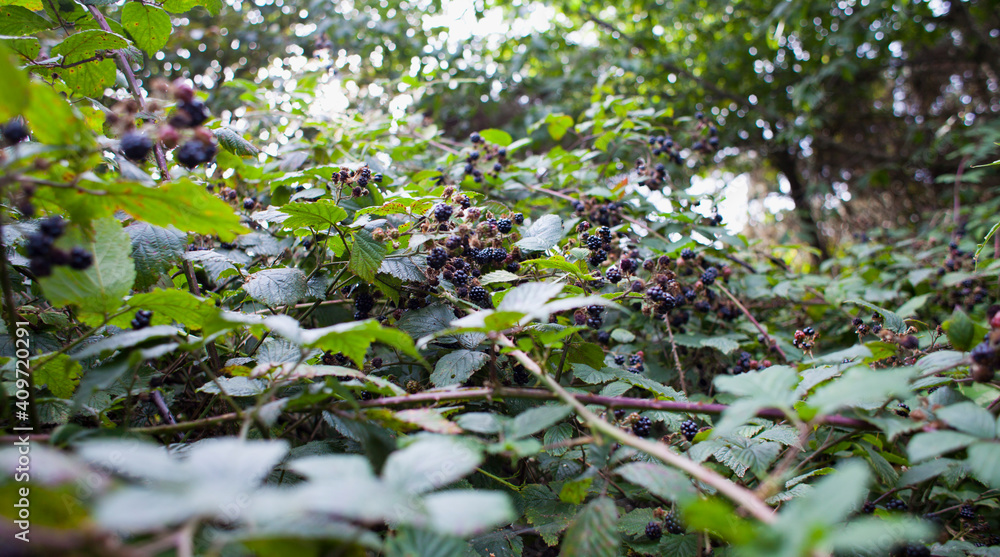 Fototapeta premium Foraging for wild food - summer bramble bushes full of fruit. Blackberry are native plants for temperate regions of Europe.