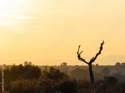 Dry tree with sunlight in the background of the image