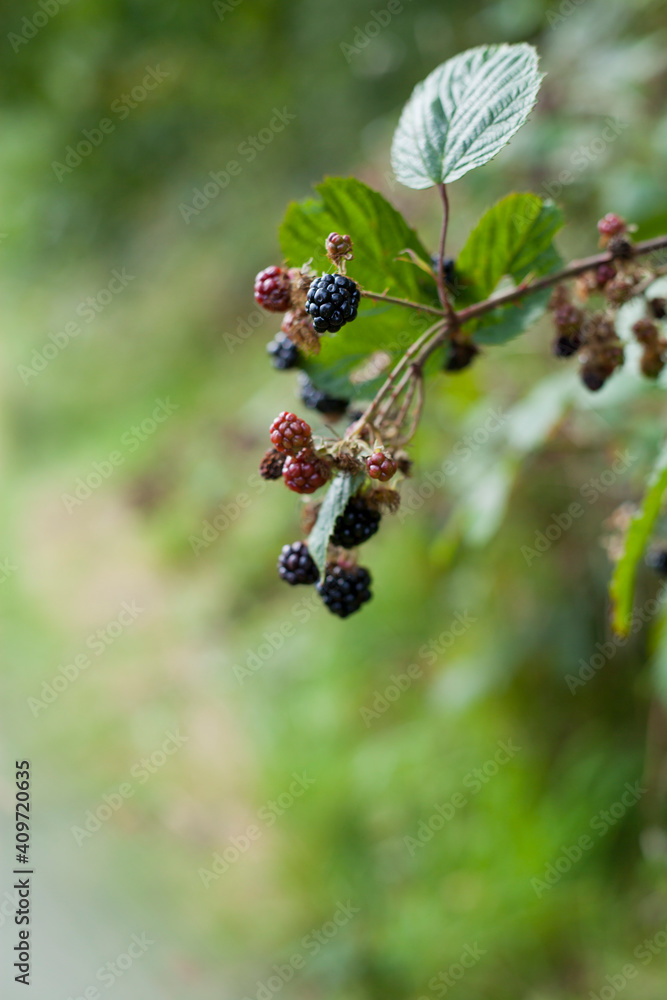 Foraging for wild food -  summer bramble bushes full of fruit.