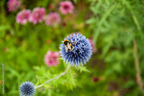 Bumble bee on a globe thistle flower