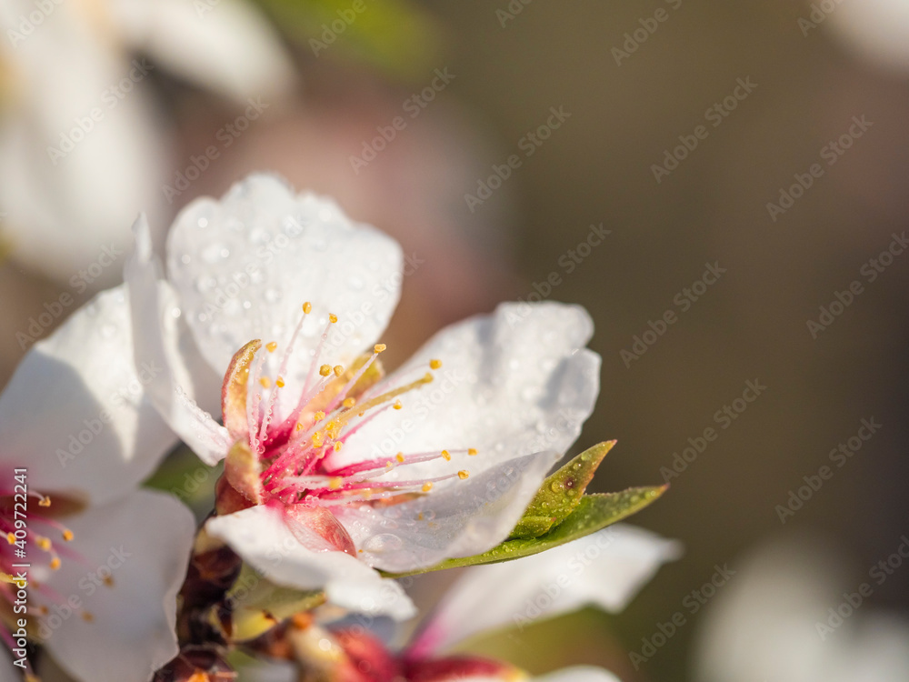 Detail tree flower with water drops Detail tree flower with water drops
