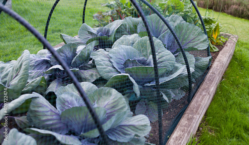 Slika na platnu Violet brassica plants in the vegetable garden under mesh protecting from cabbage fly and butterfly