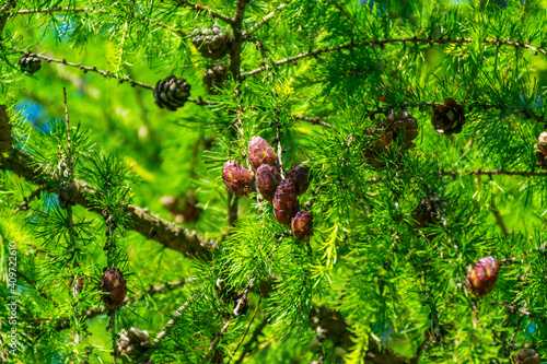 A branch of a Christmas tree with needles and small cones in summer, on a sunny day.