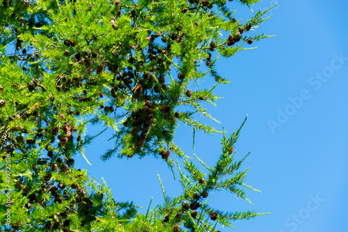 A branch of a Christmas tree with needles and small cones in the summer against the blue sky.
