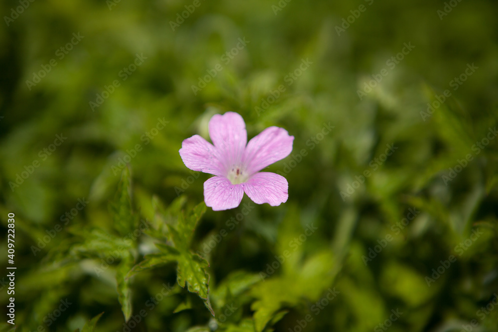 Pink Flower Pink Flower