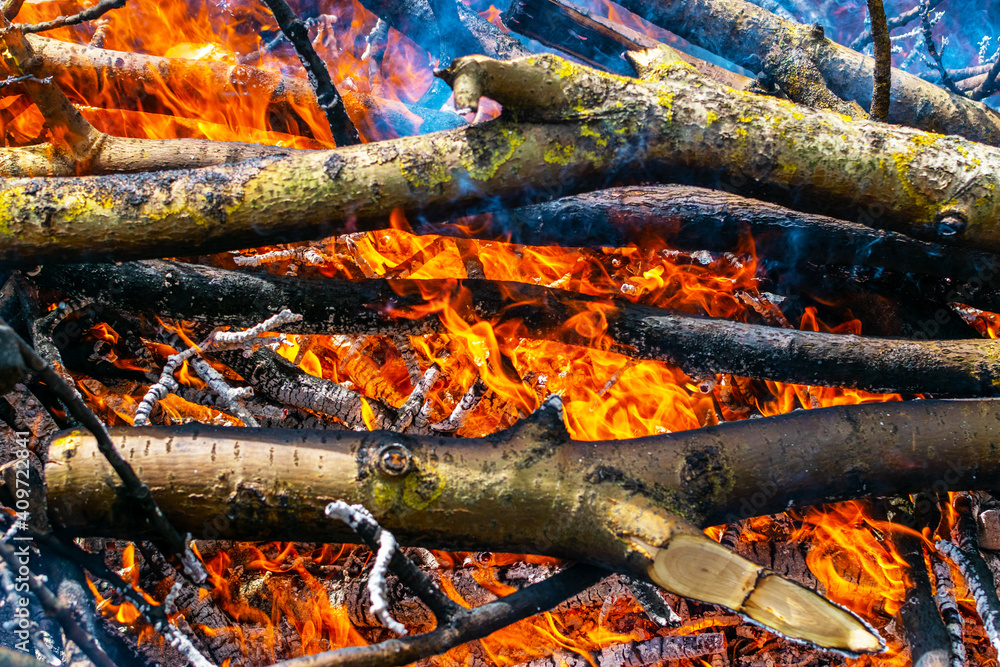 Hot fire burning the forest the concept of the environment. fire kills everything in its path. Hot fire burning the forest the concept of the environment. fire kills everything in its path.