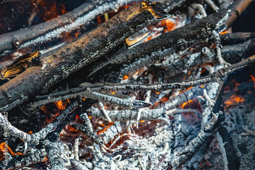 Hot fire burning the forest the concept of the environment. fire kills everything in its path.