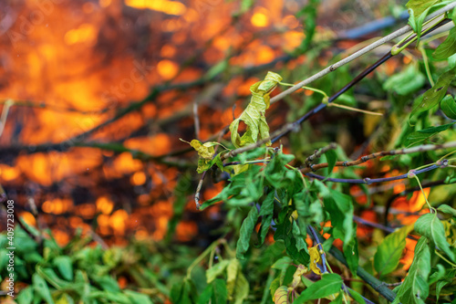 Protect the forest from fire. Forest fire close-up red flame. The green leaves on the branches disappear in the fire.