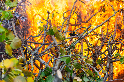 Protect the forest from fire. Forest fire close-up red flame. The green leaves on the branches disappear in the fire.