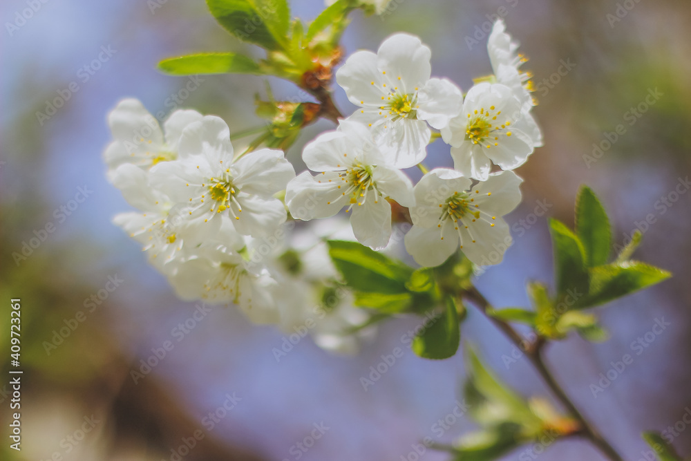 white cherry blossom, cherry blossom branch white cherry blossom, cherry blossom branch