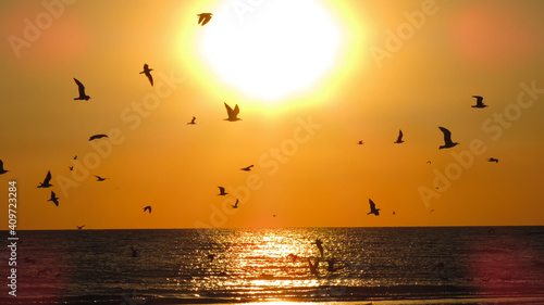 Sunset Silhouette of A Seabird sunset.Birds on the background of the sun and the sea.