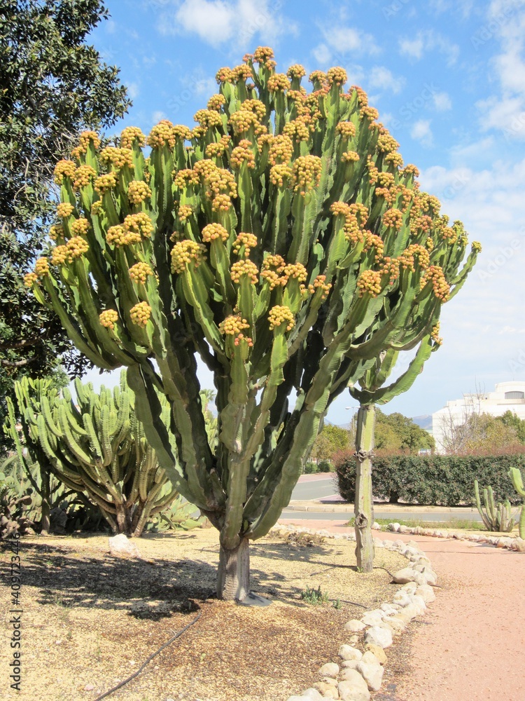 Desert candle cactus in flower (Euphorbia abyssinica) Desert candle cactus in flower (Euphorbia abyssinica)