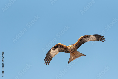 red kite milvus milvus flying with copy space