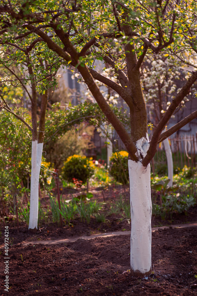 Fototapeta premium Whitewashing protection in orchards and&nbsp;tree&nbsp;farms
