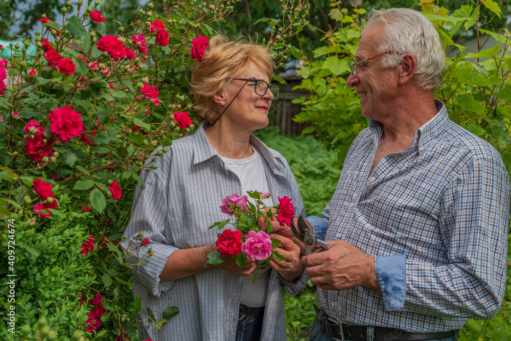Senior happy smiling man and woman couple cut roses on a sunny day. Spring and summer gardening Senior happy smiling man and woman couple cut roses on a sunny day. Spring and summer gardening