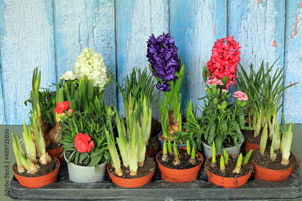 spring flowers in pots