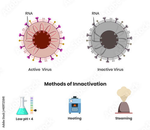 Coronavirus active and inactive with damaged genetic material. Three methods of production of inactivated vaccine